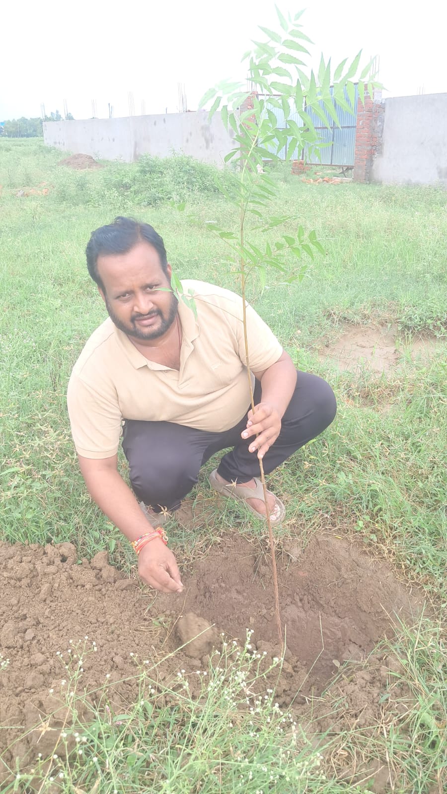 Tree plantation drive